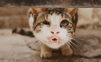 Verletzte Katze: Eine Geschichte von Schmerz und Hoffnung